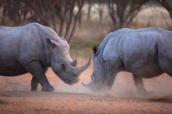 Africa, Namibia White rhinos fighting